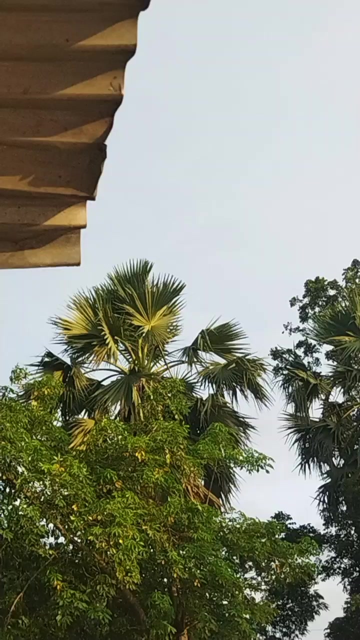 @🧒Md Emran Khah🌿💟