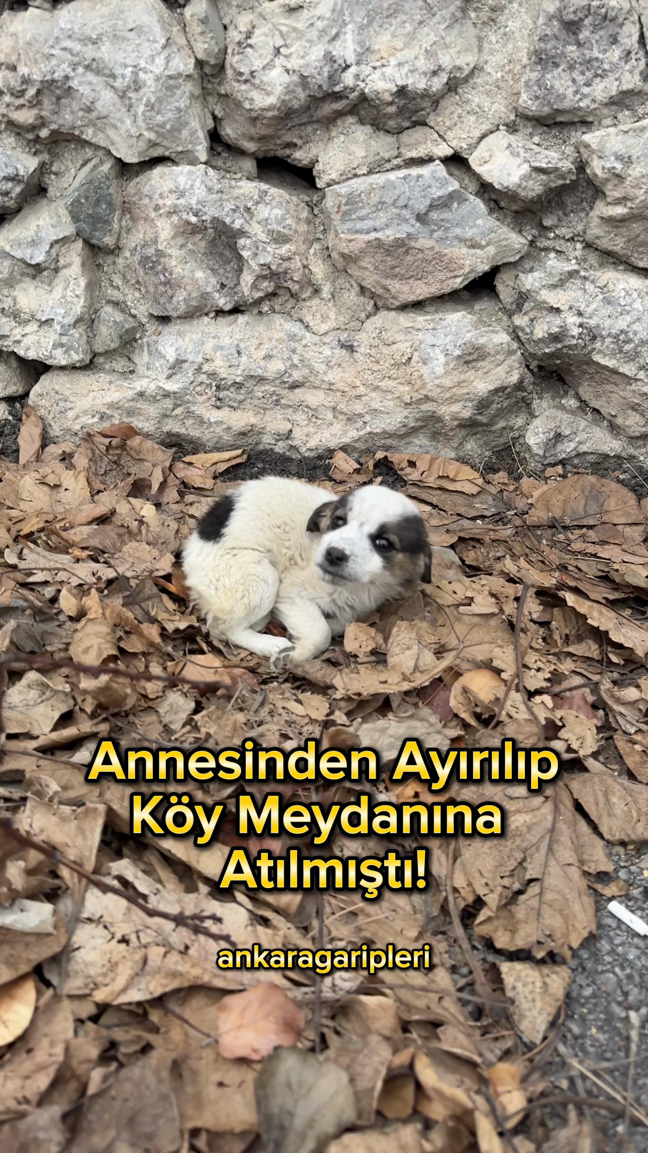 @Asiye