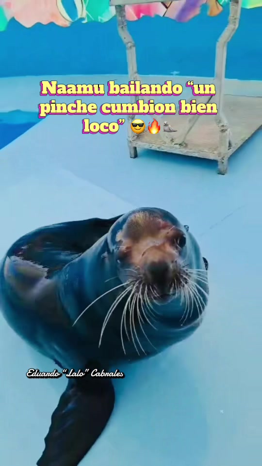 @Juan Anaya Trainer 🐬🦭