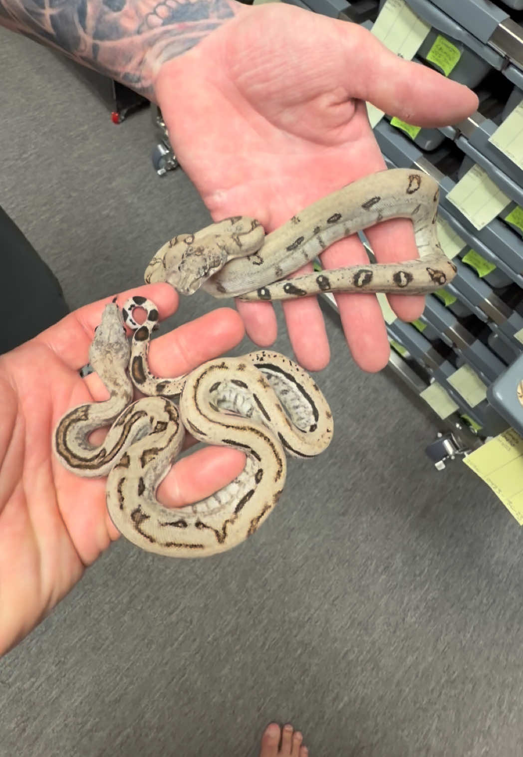 @Snake Country