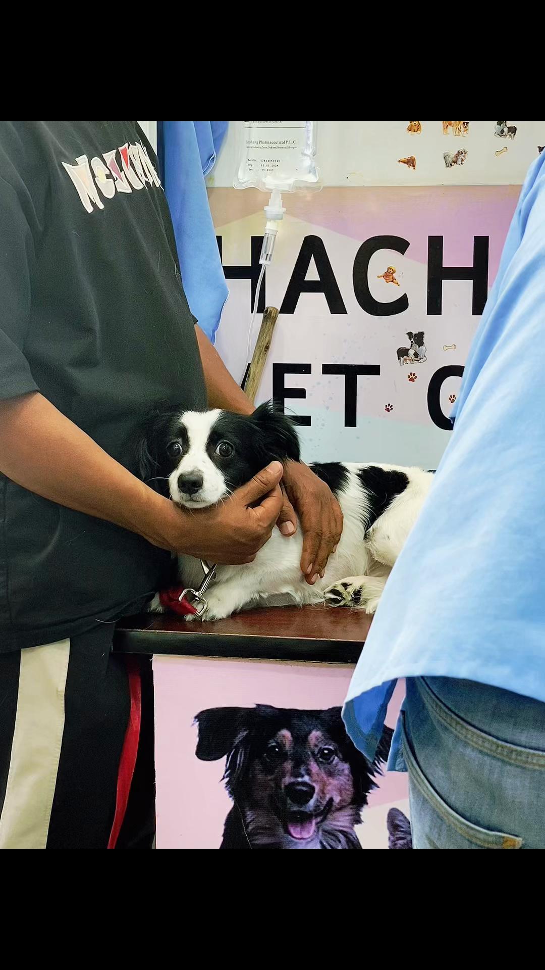 @Hachiko_Vet_Clinic