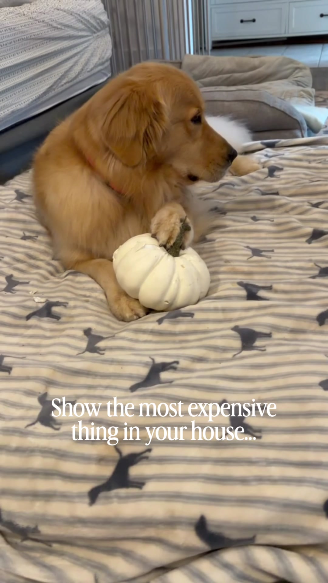 @DogMomisms