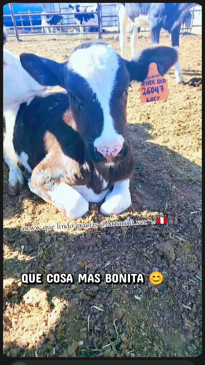 @🦄 𝙻𝚄𝙲𝚈 🦙🫰🏻🥇