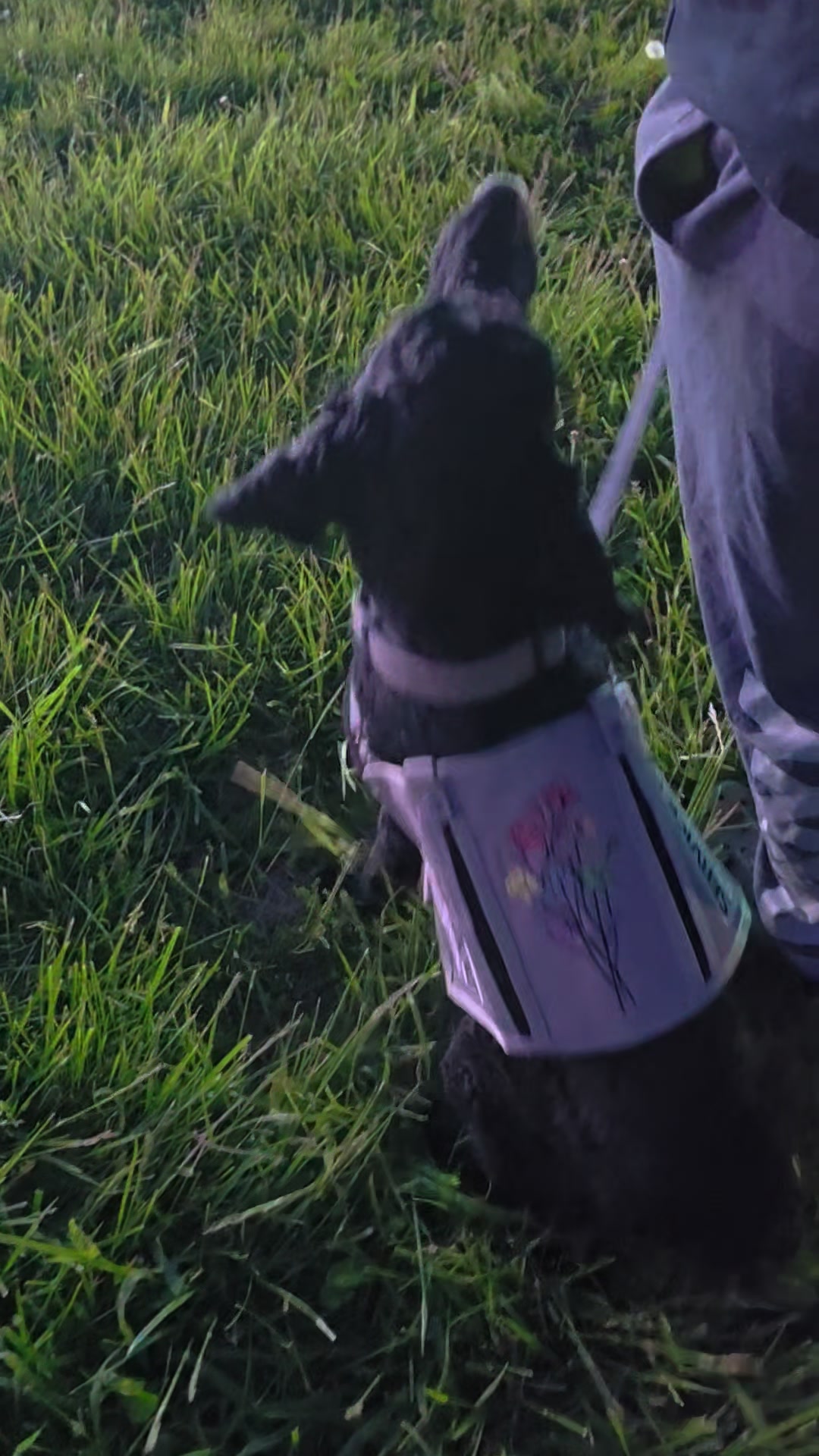 @Canine Wonders Training