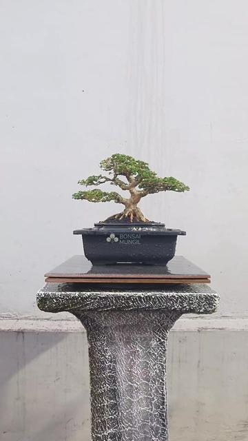 @Bonsai Mungil