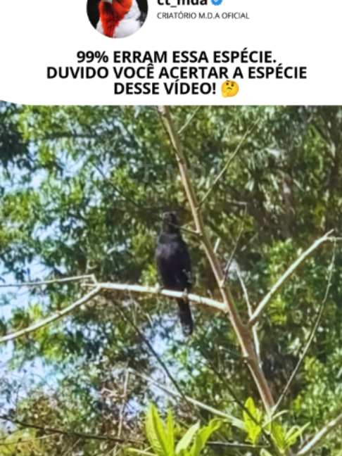 @@ct_mda