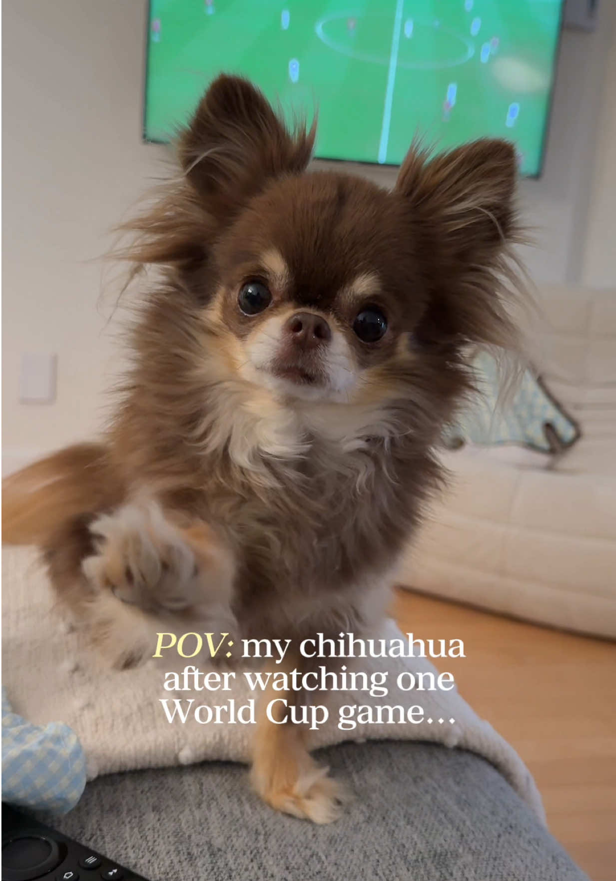@Lou the Chichi