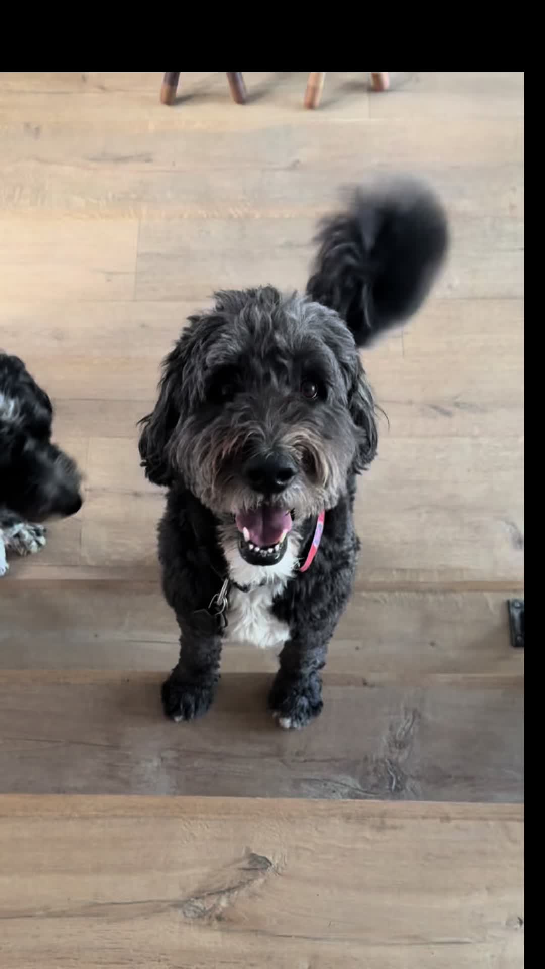 @Bernedoodlemama