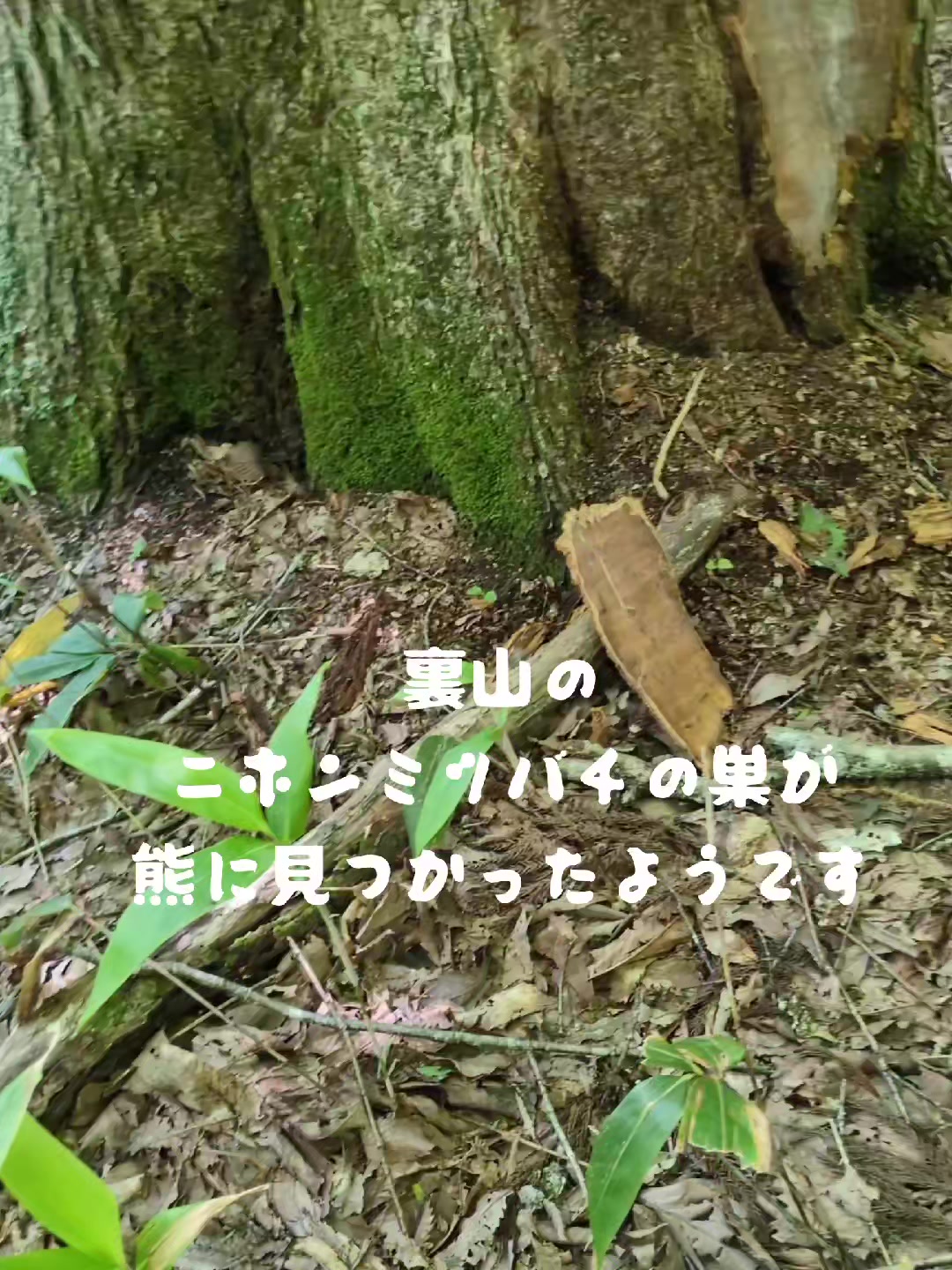 @若旦那