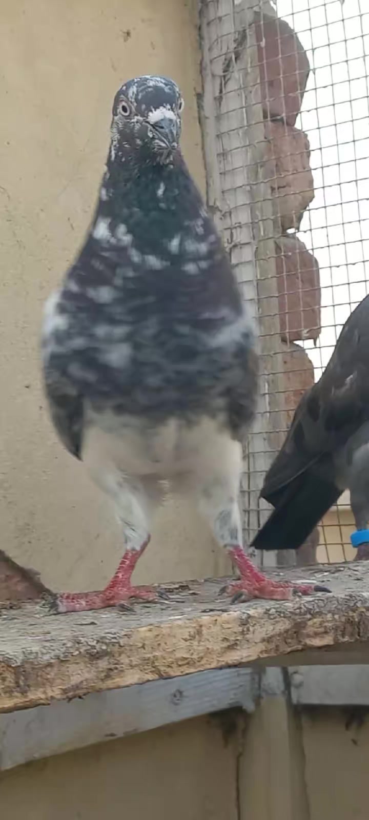 @Ranakasuripigeon