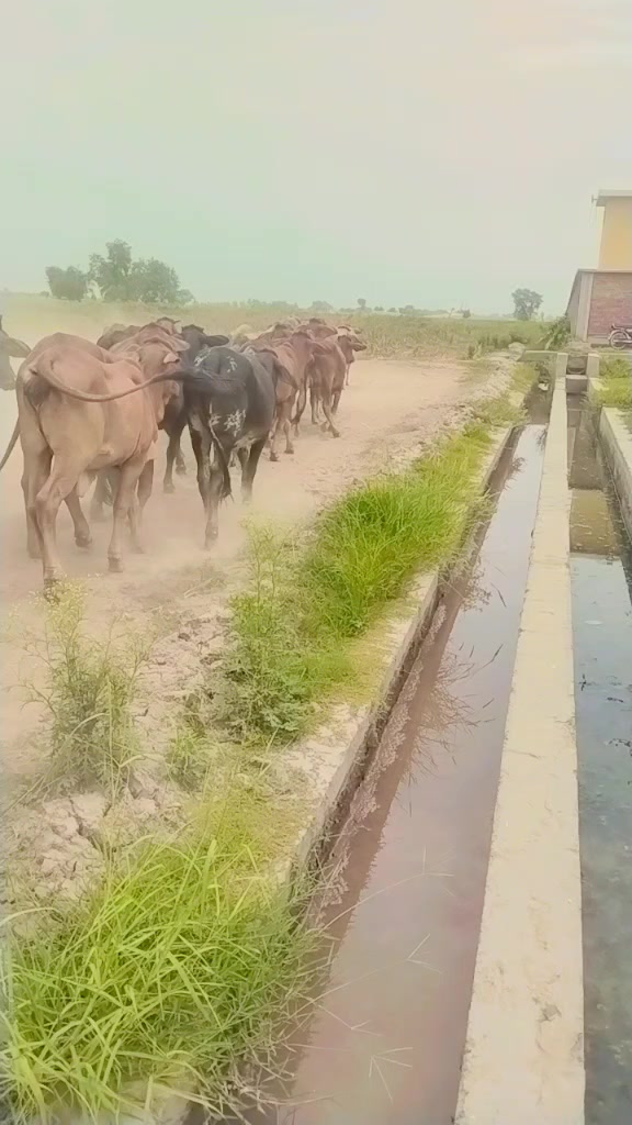 @اعجاز جلوکا مروٹ 334 H,R