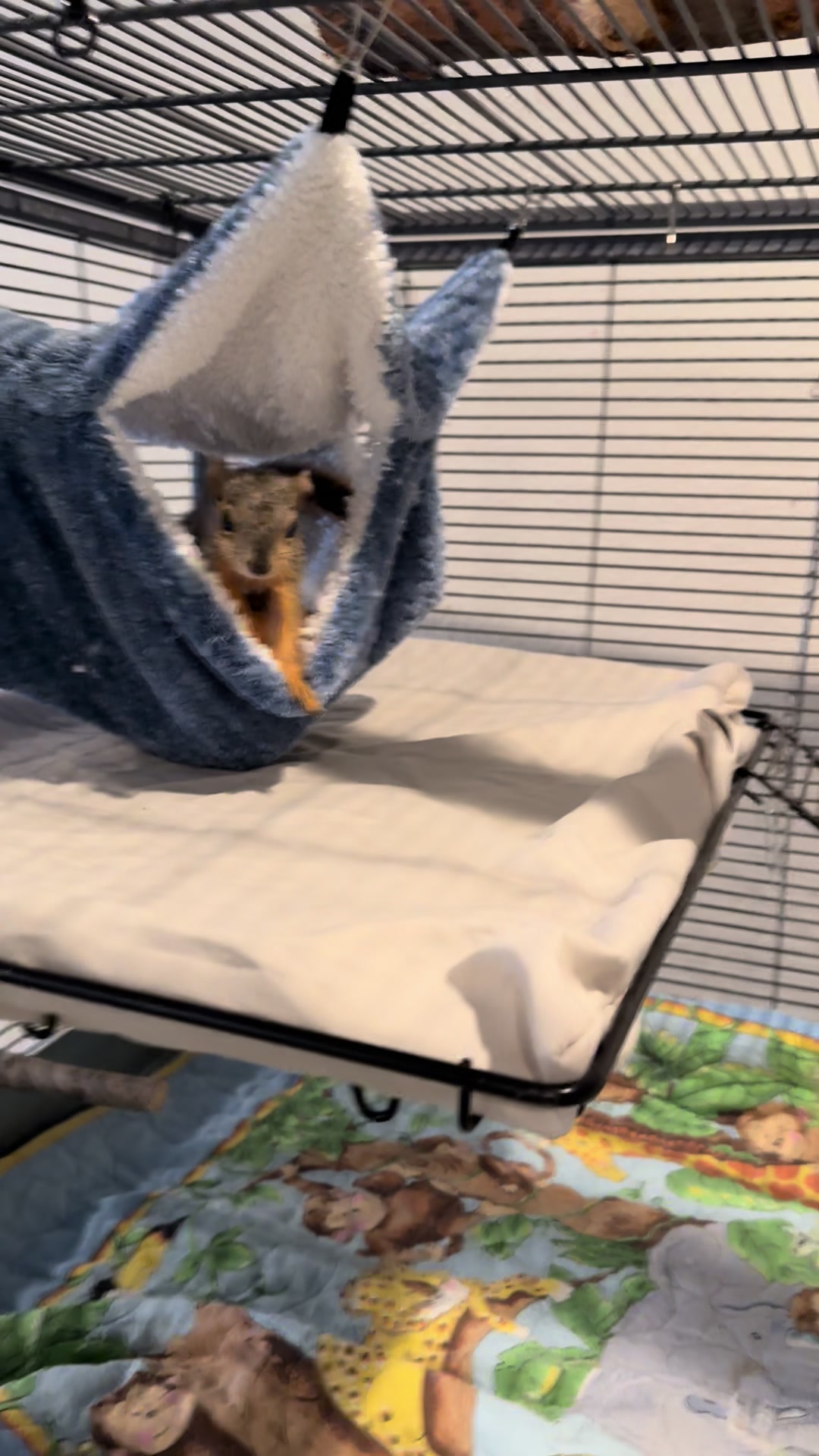 @Squirrel Guy
