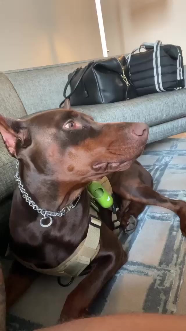 @𝒫𝓇𝑒𝓉𝓉𝓎𝒟𝒾𝓇𝓉𝓎ℬ𝑜𝓎