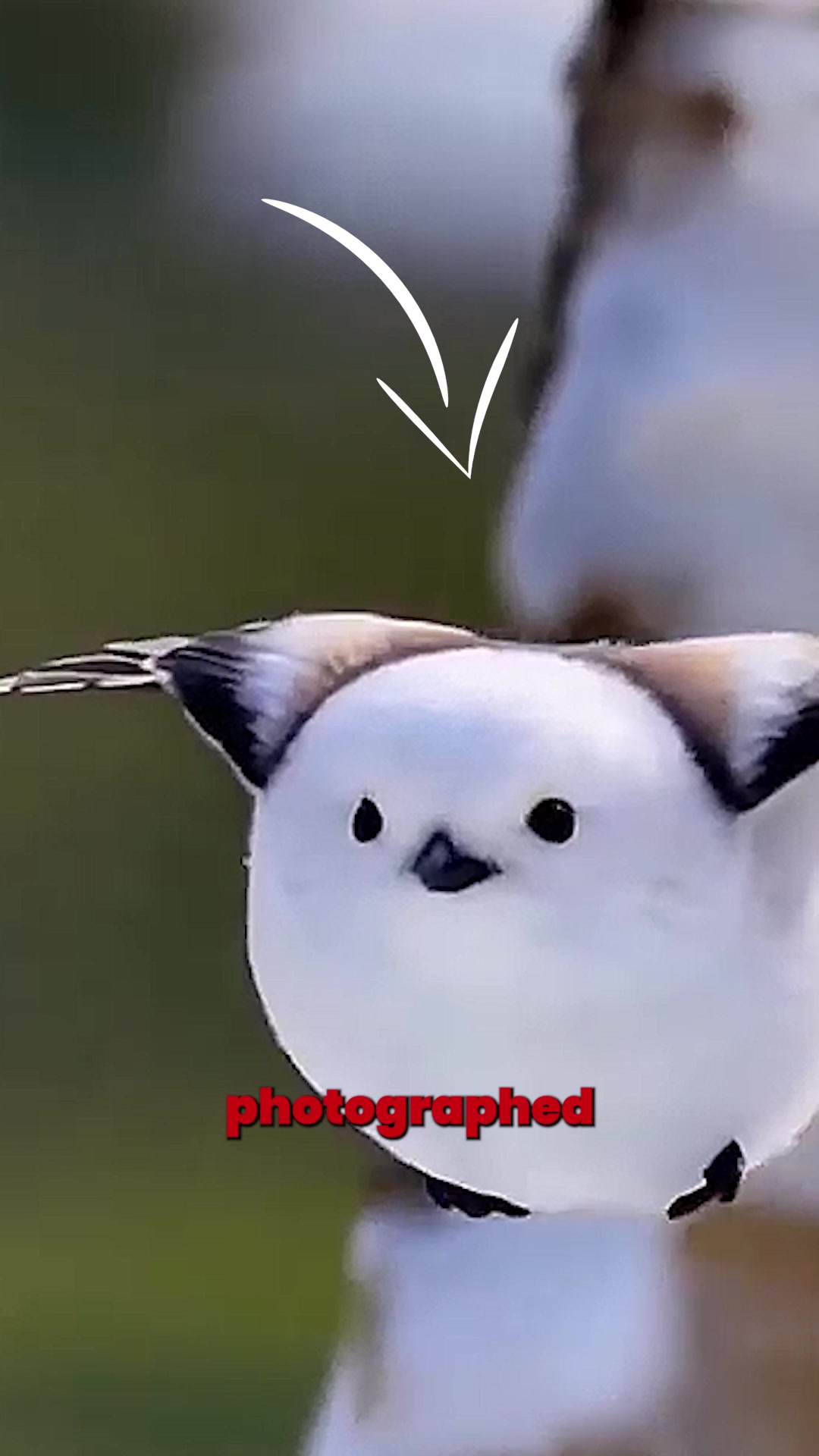 @Bird Lens