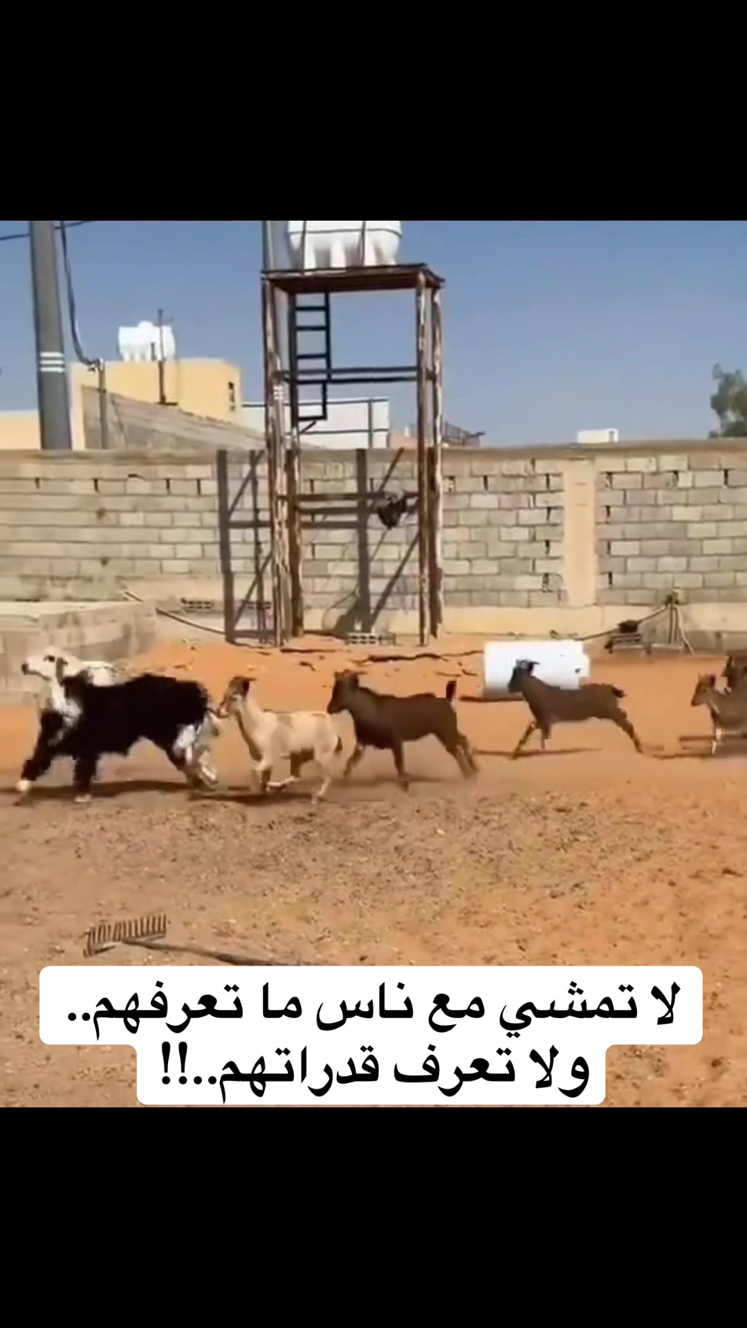 @عادل رديف