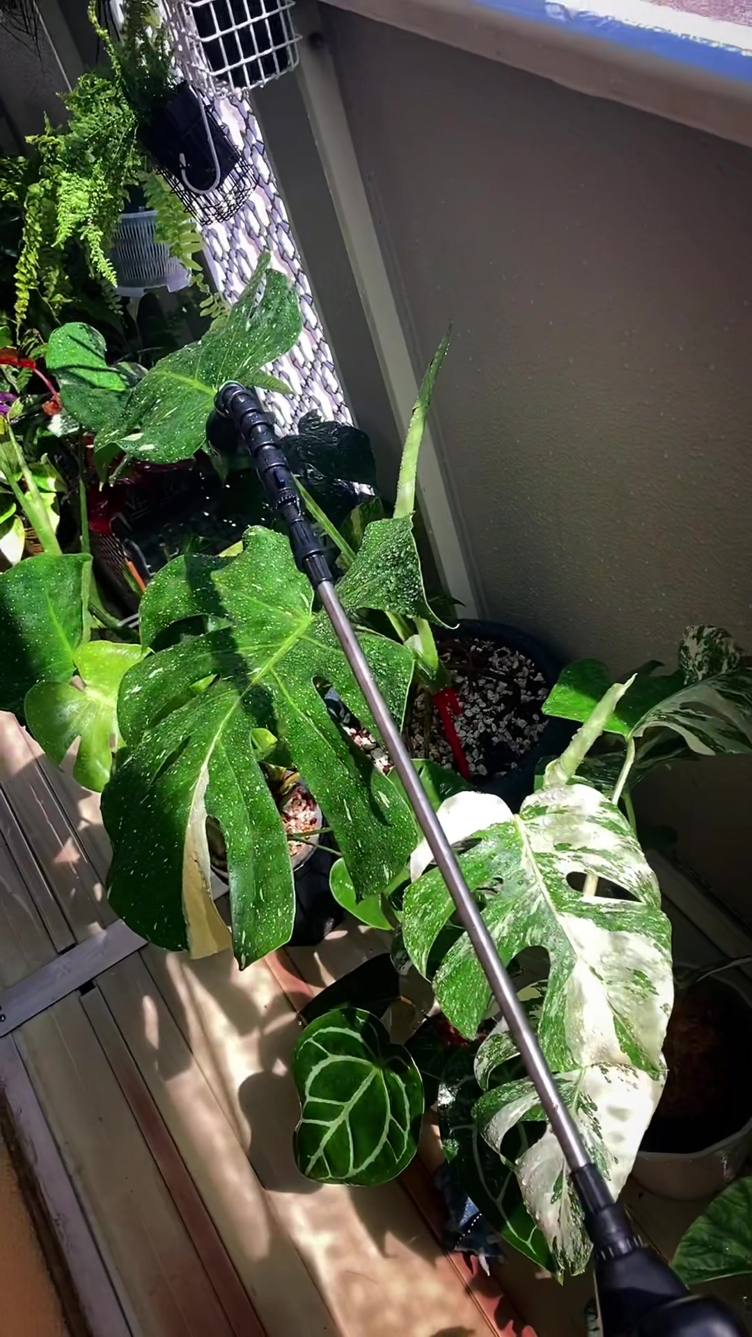 @plantsparadiseplanet