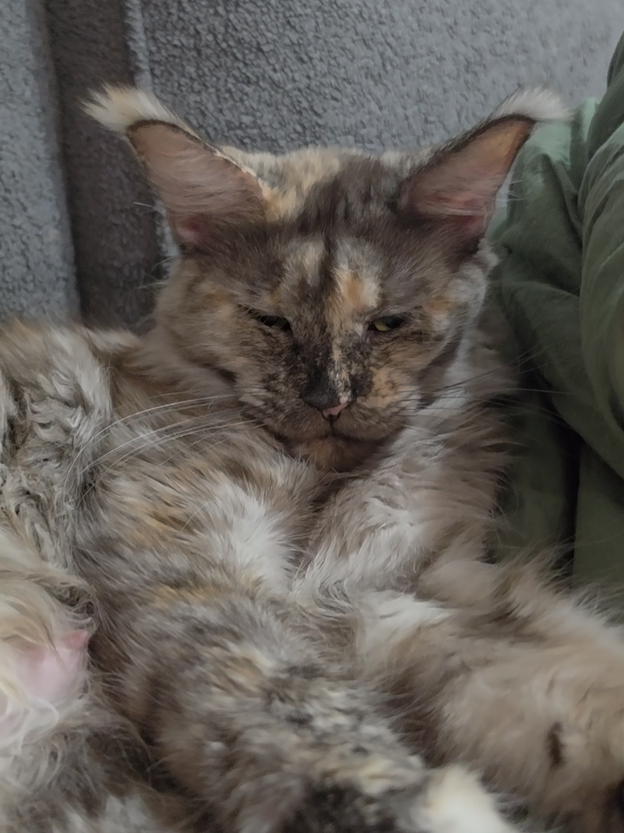 @Peaky Claws Cattery