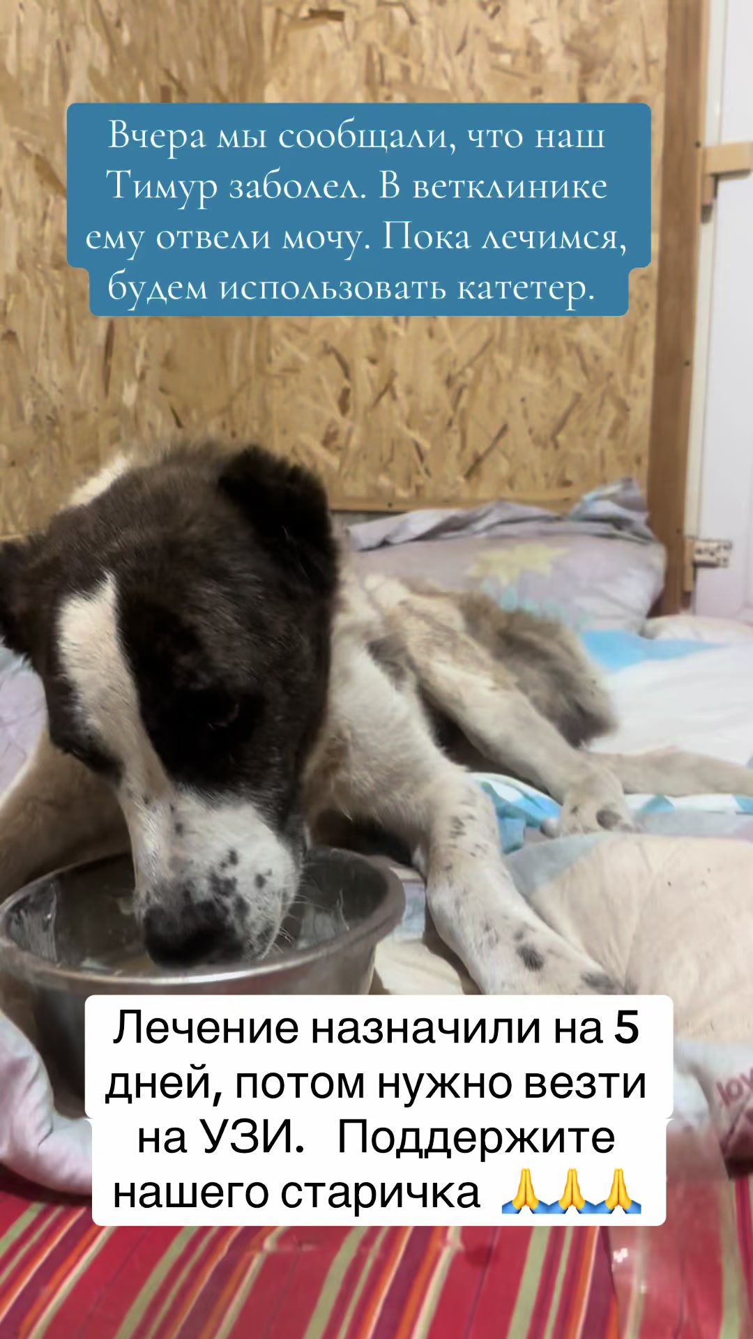 @Приют Ковчег Кыргызстан