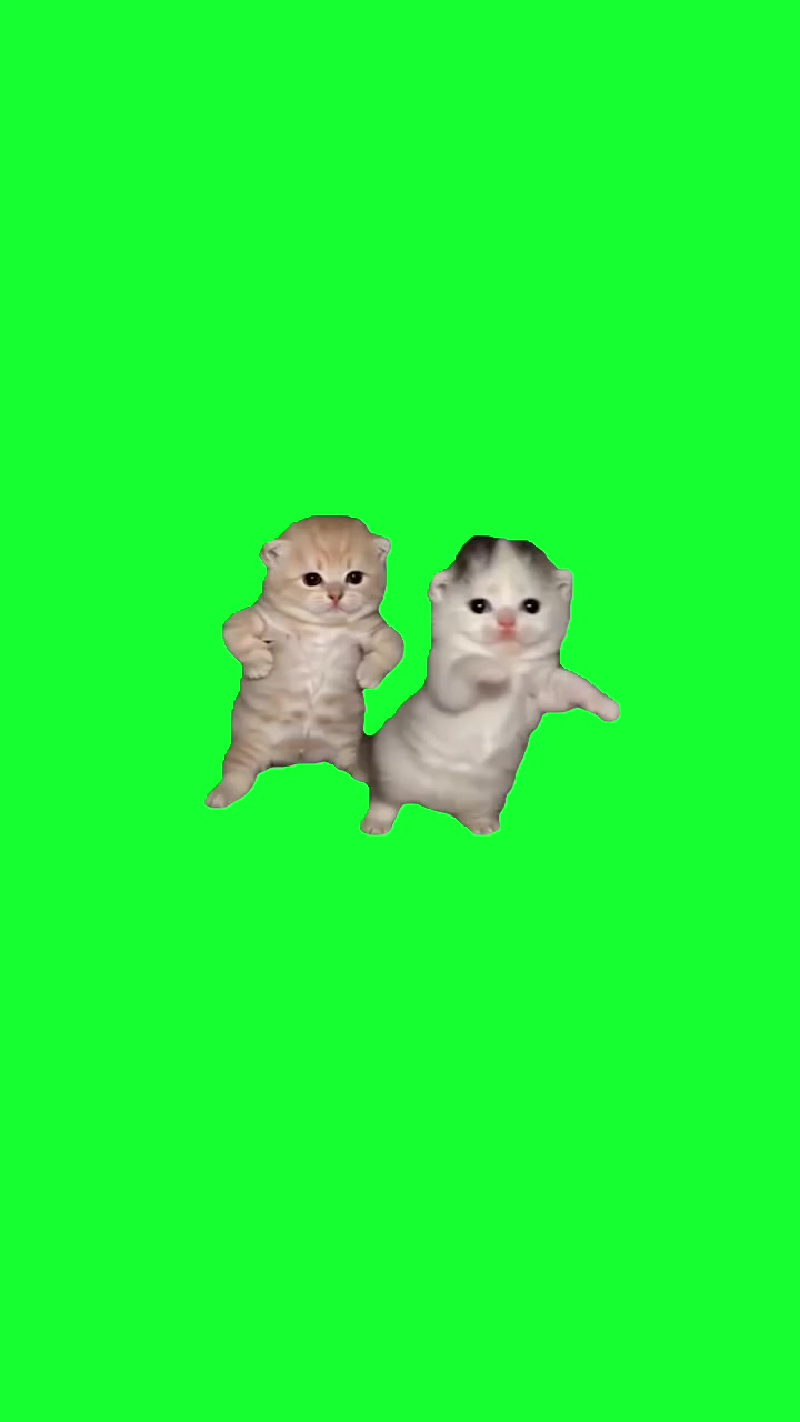 @TikTok Template