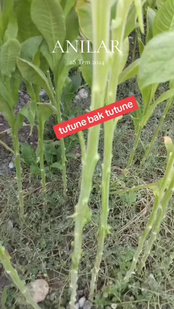 @☺️Farmasi Cemile damgacı🐟