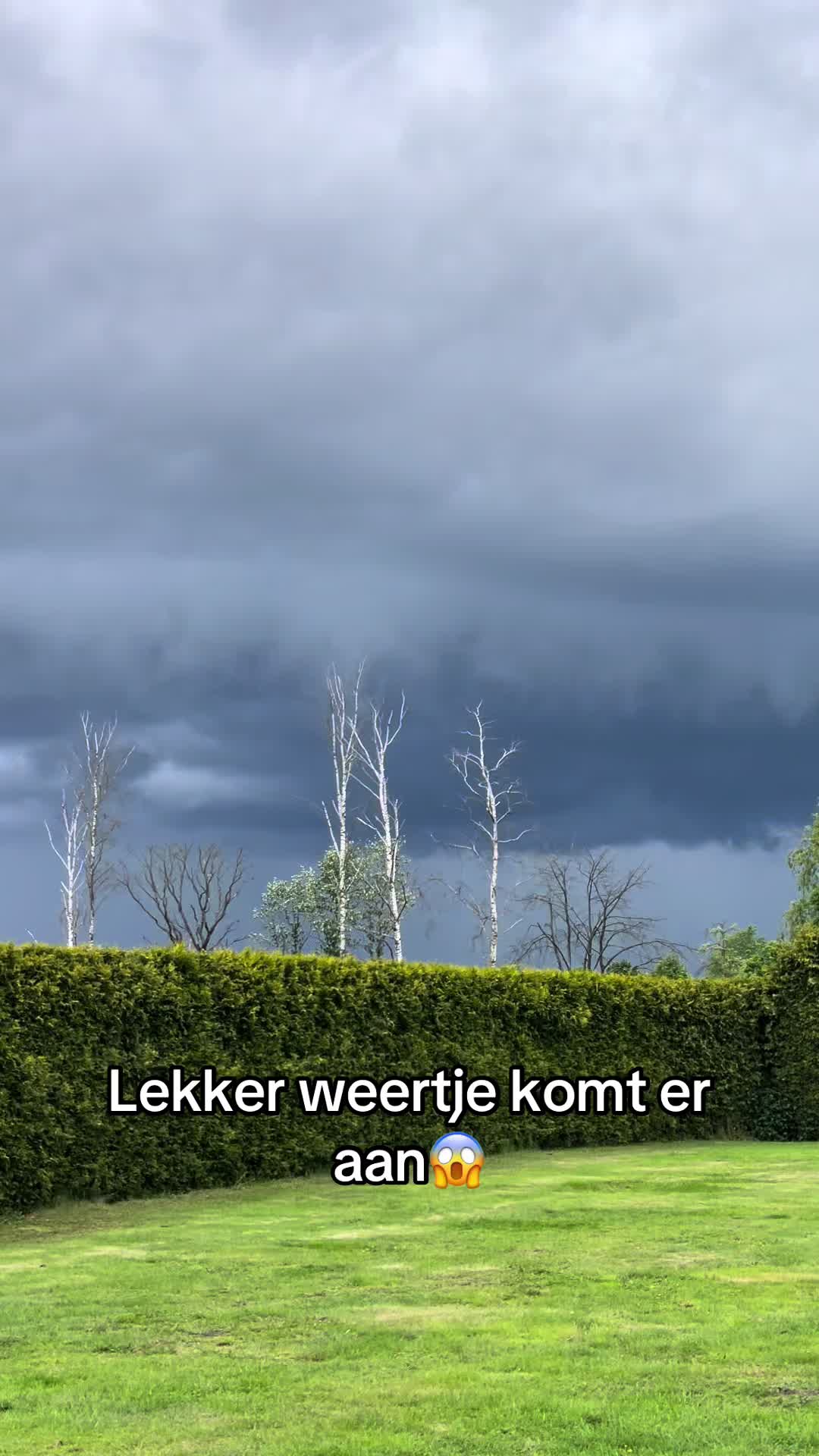 @bigdutchbullykennel