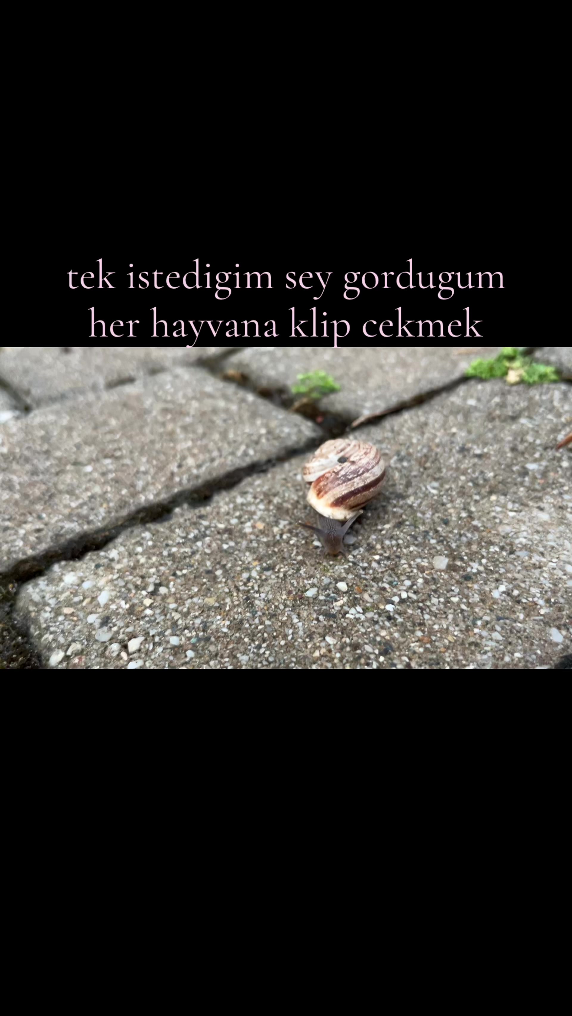 @꩜ï 🌱