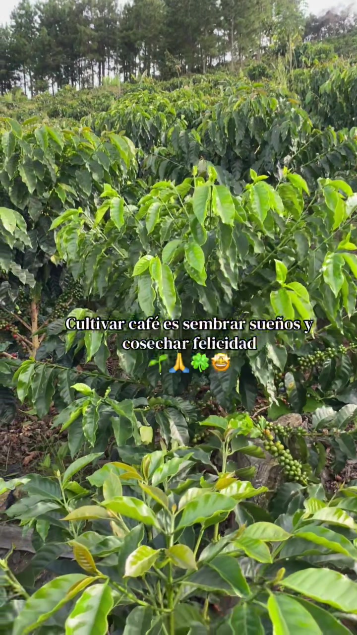@MarcelaSaenz