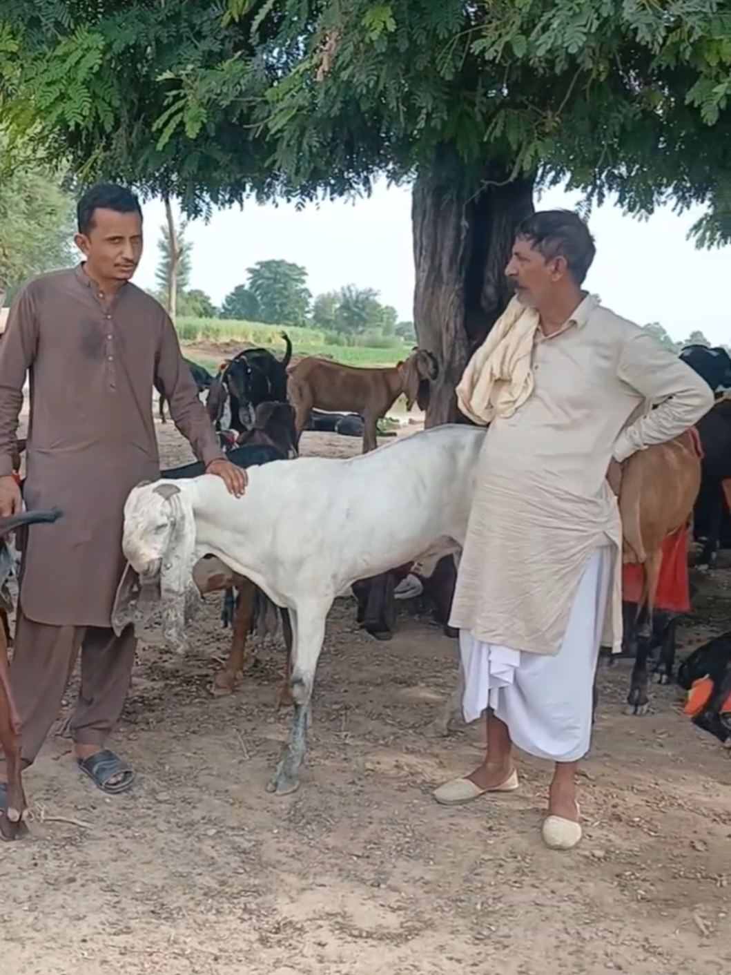 @Babu Pathan Goat Farm