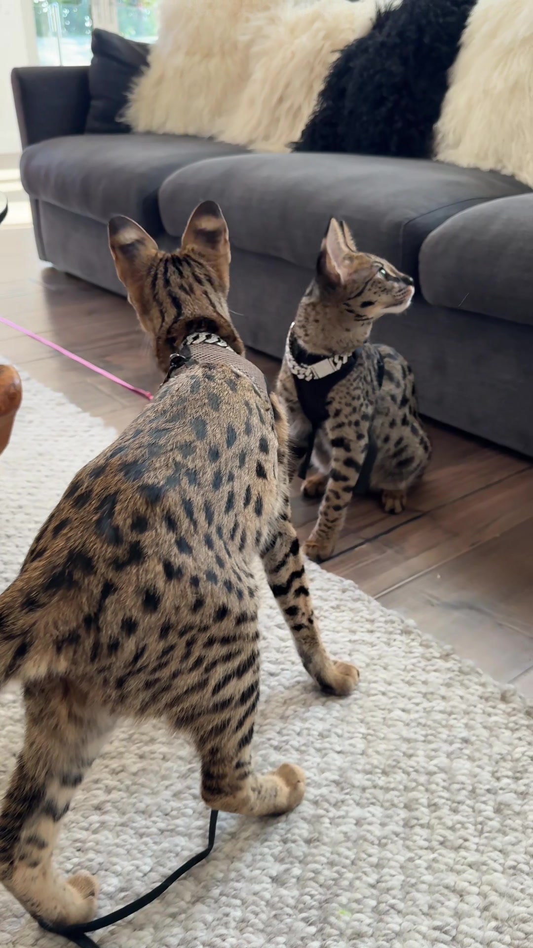 @Bengal Cats
