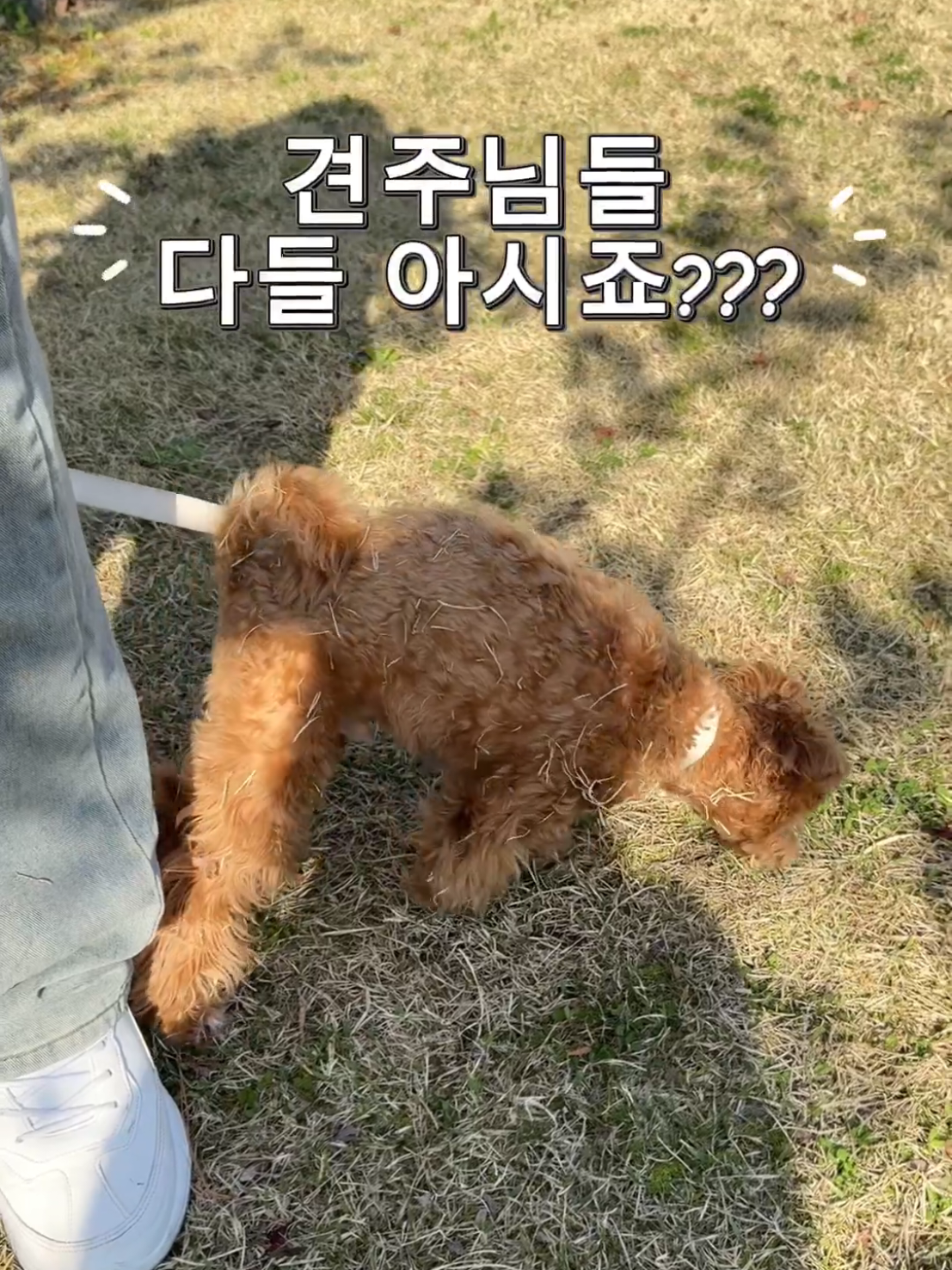 @말티푸 하루 🐾🐶