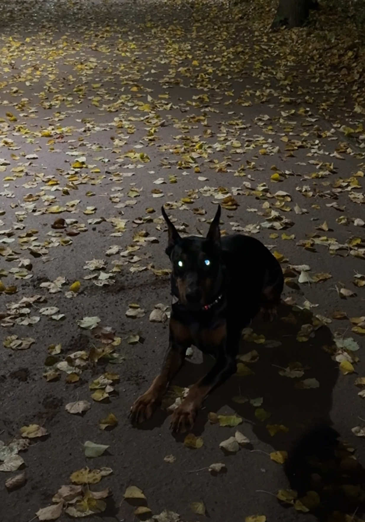 @doberblogger