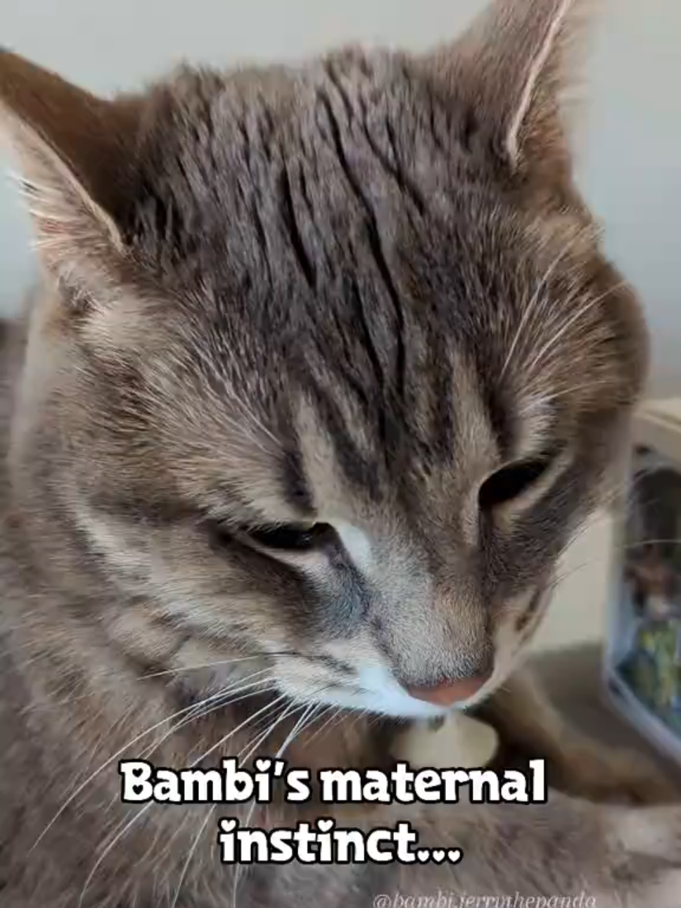 @bambi.jerrythepanda