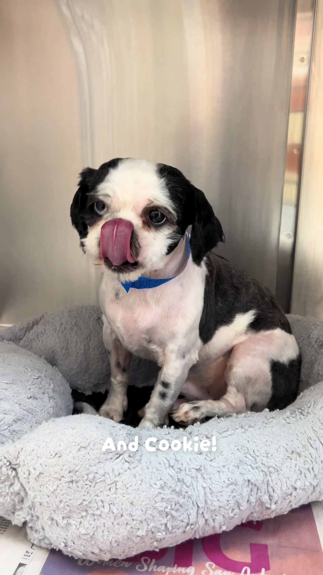 @San Antonio Humane Society