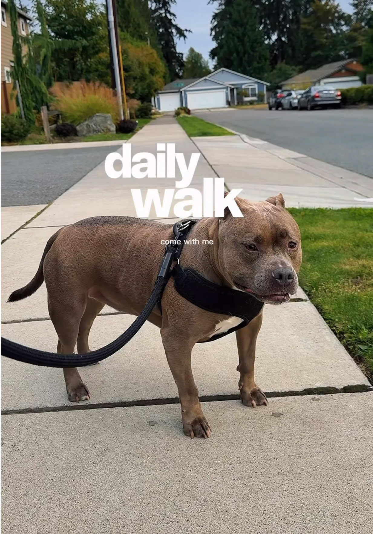 @IG: @lou.the.bully