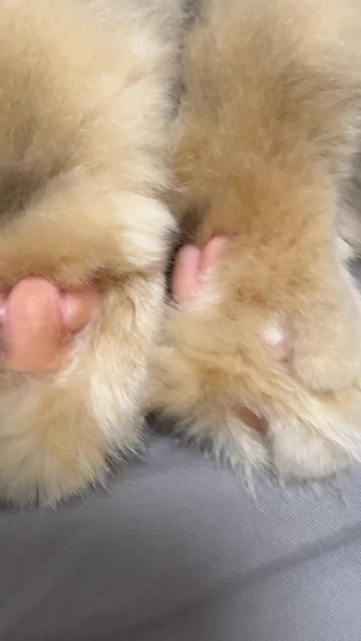 @マイクワゾウスキー