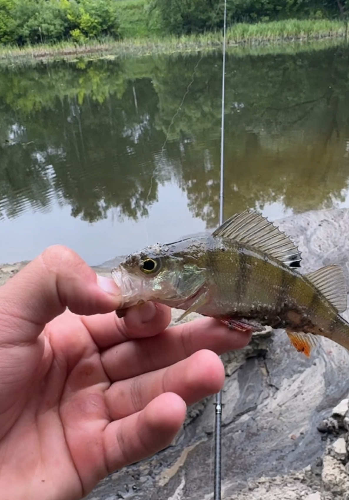 @𝗧𝗚.𝗗𝗬𝗫𝗙𝗜𝗦𝗛🎣