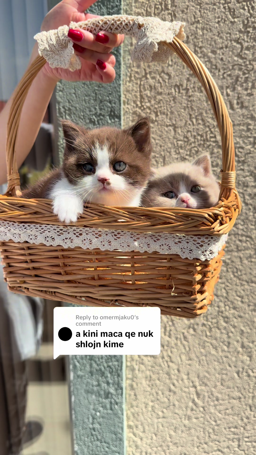 @Lako&rsquo;s_british_cattery