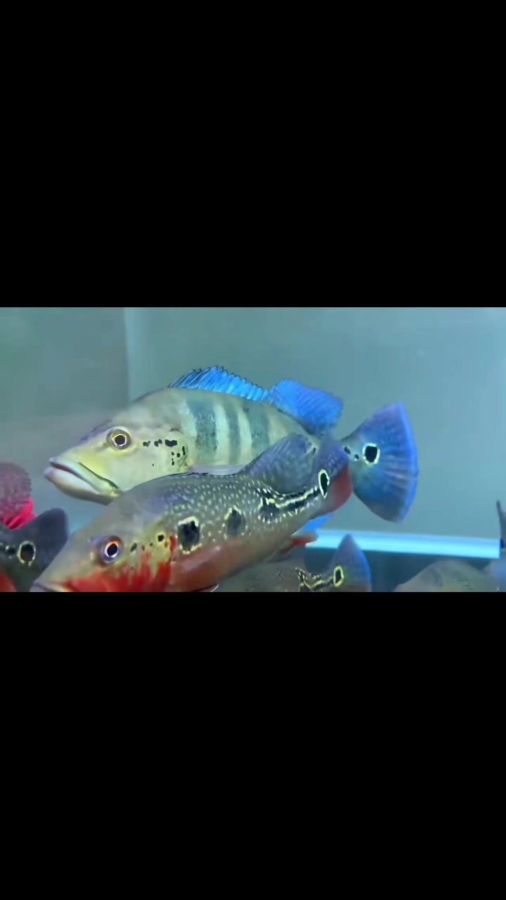 @網上看魚