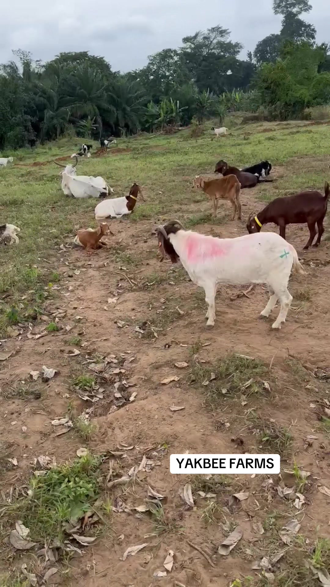 @YakbeeFarms