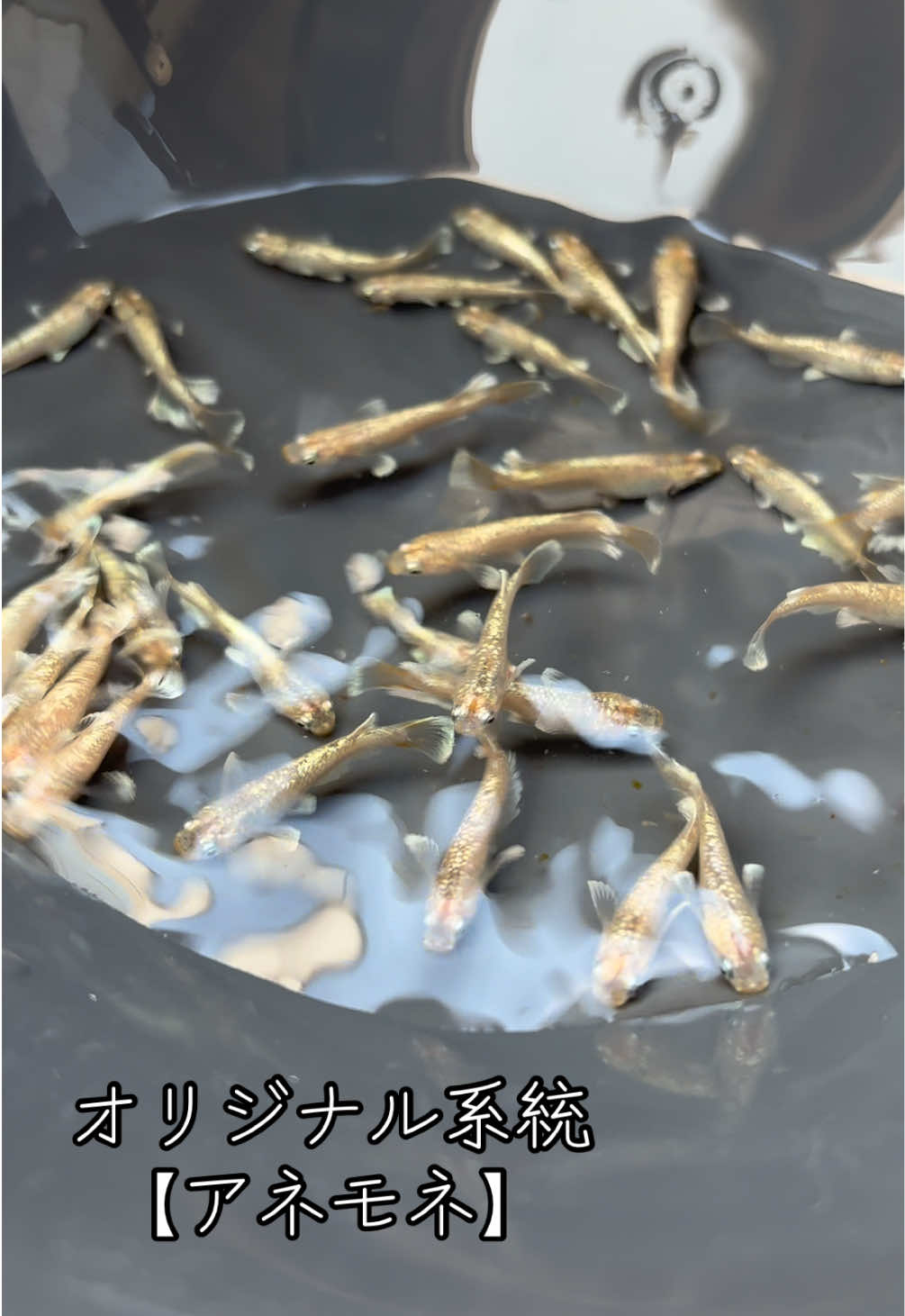 @名古屋改良メダカ専門店 NAGOYA MEDAKA BASE