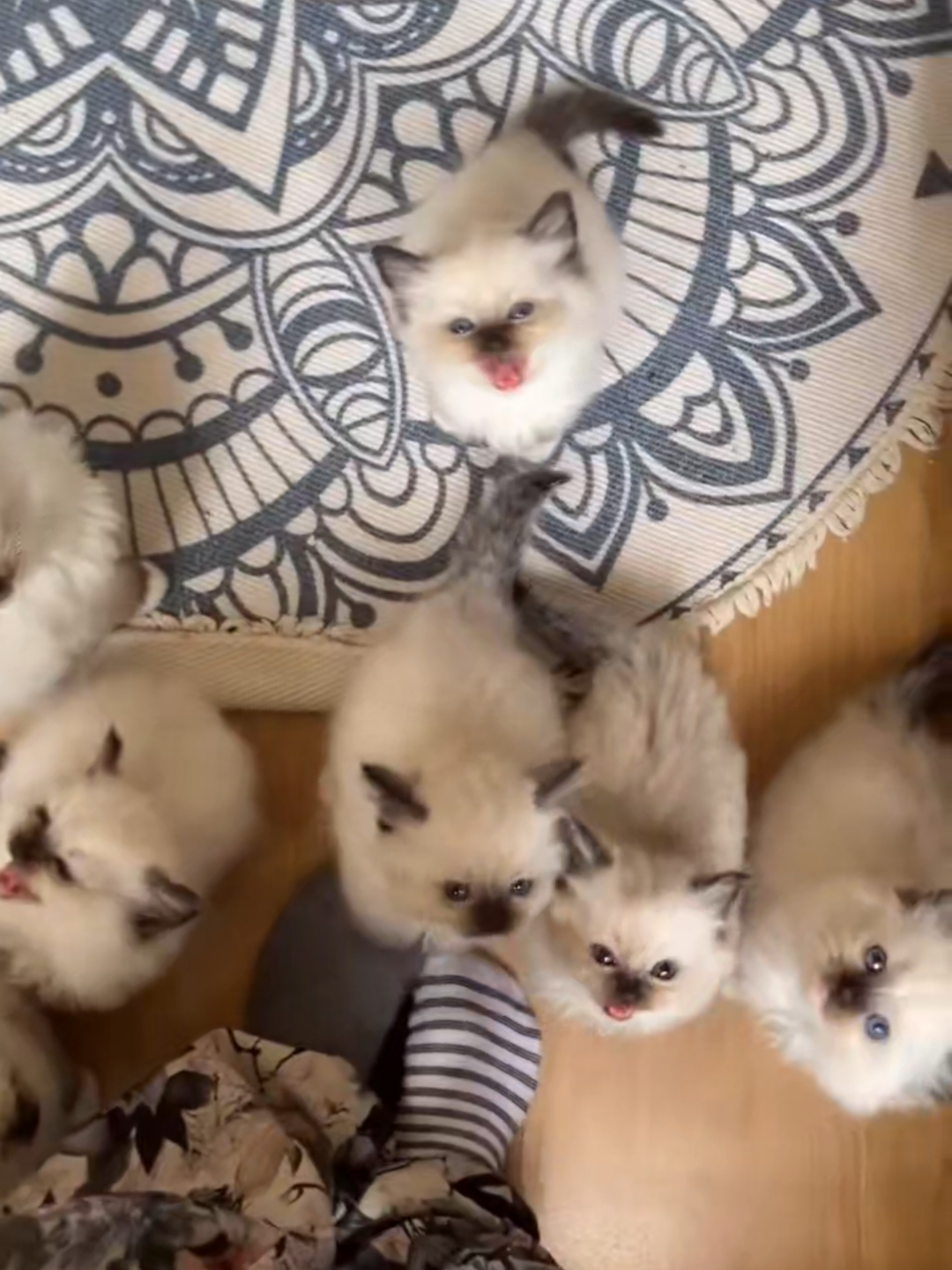 @Chonky World Of Cats