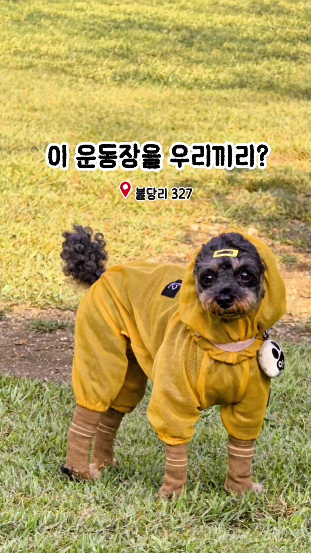 @바로아치 | 강아지와 사는 우리집 🐶