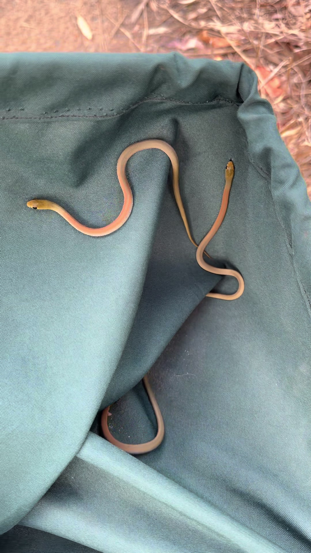 @Snake Catcher Dan