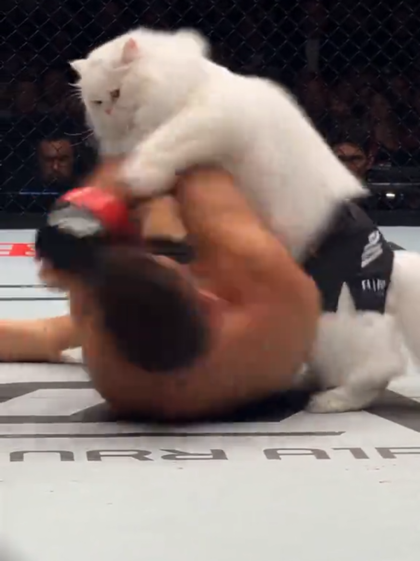 @Random Cat Stuff