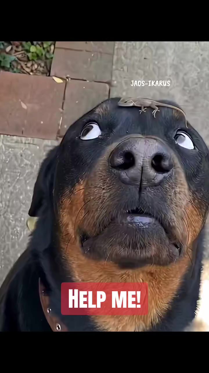 @JAOS-IKARUS