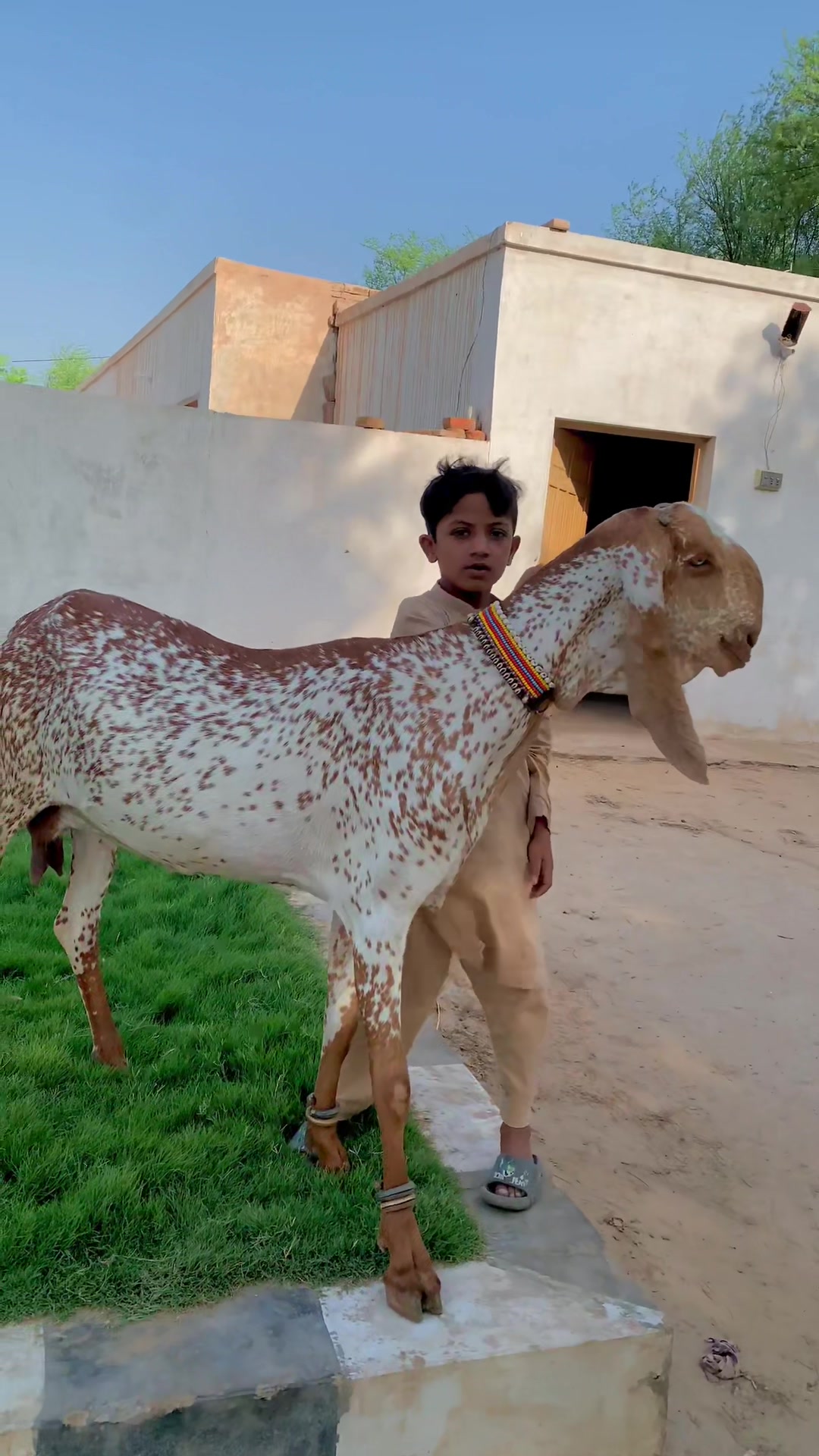 @Ayyan goat