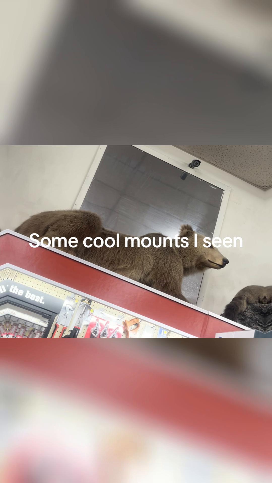 @dirtbike 300