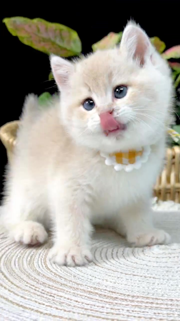 @fuyncats