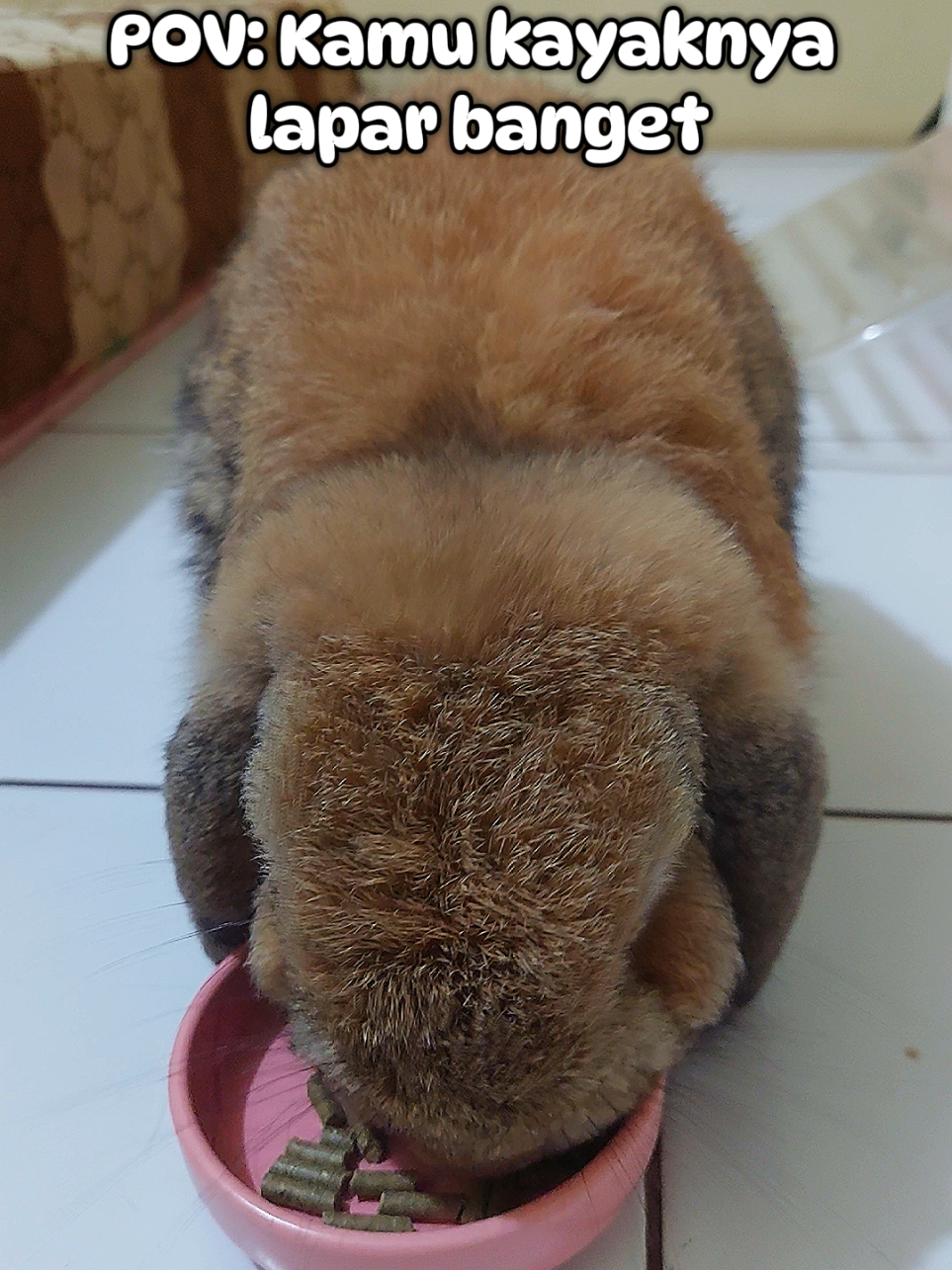 @Zada The Bunny