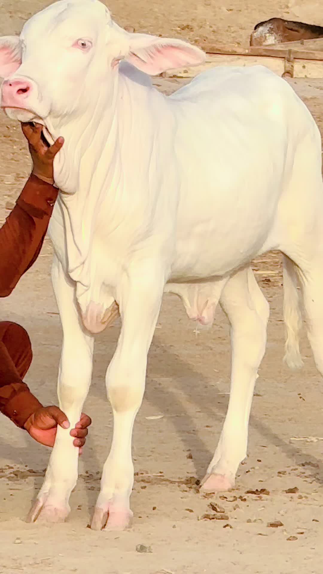 @Raza cattle farm 786